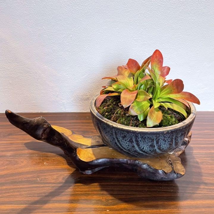 Amazon.co.jp: 花台 盆栽台 流木インテリア 生け花 701 : おもちゃ